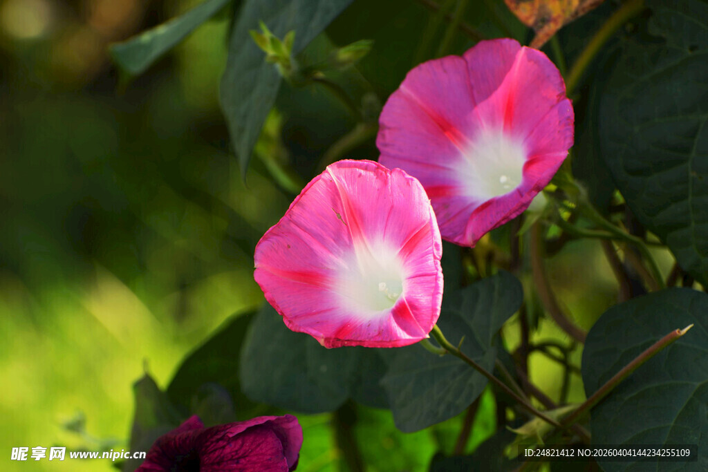 娇艳粉色牵牛花绽放