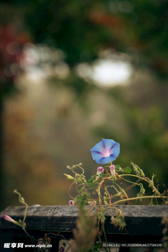 独朵小花绽放于栏杆旁