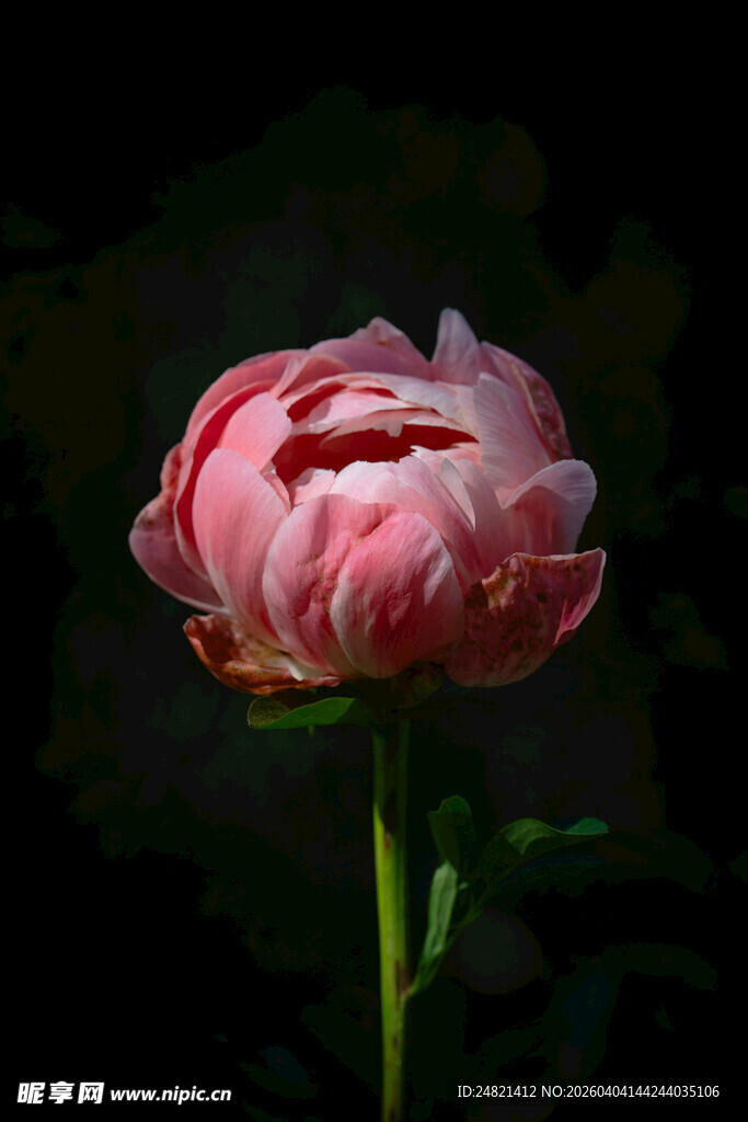 娇艳粉色芍药花特写