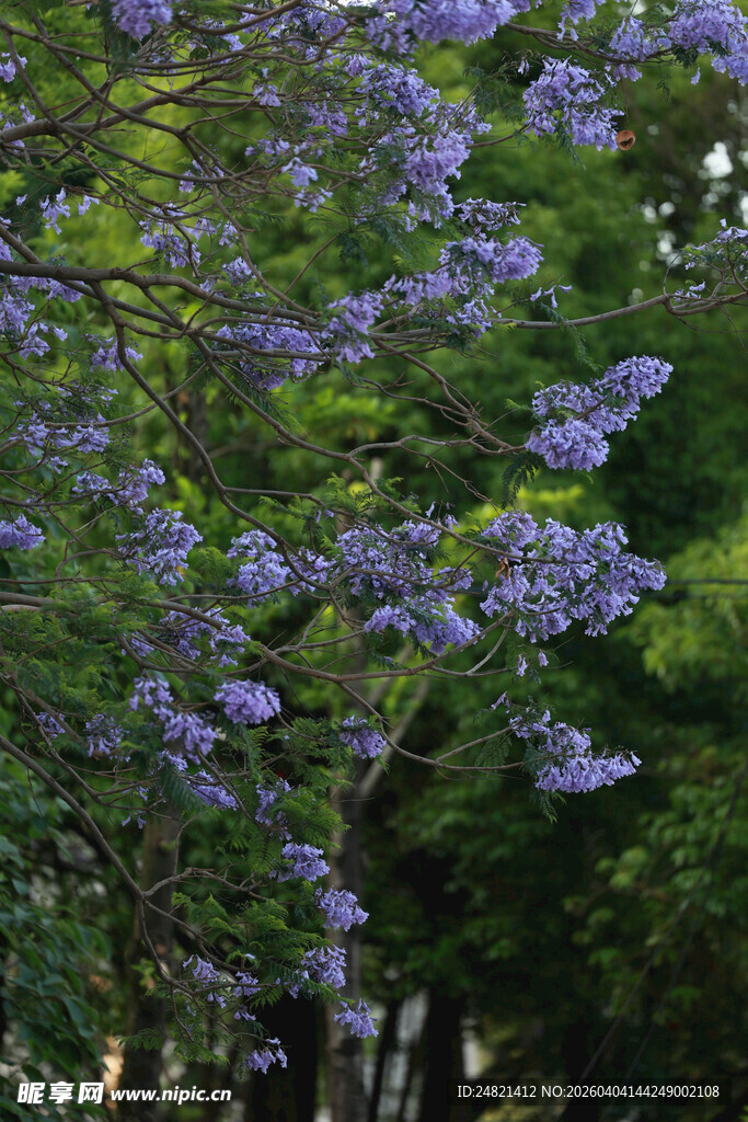 蓝花楹绽放的美丽景致