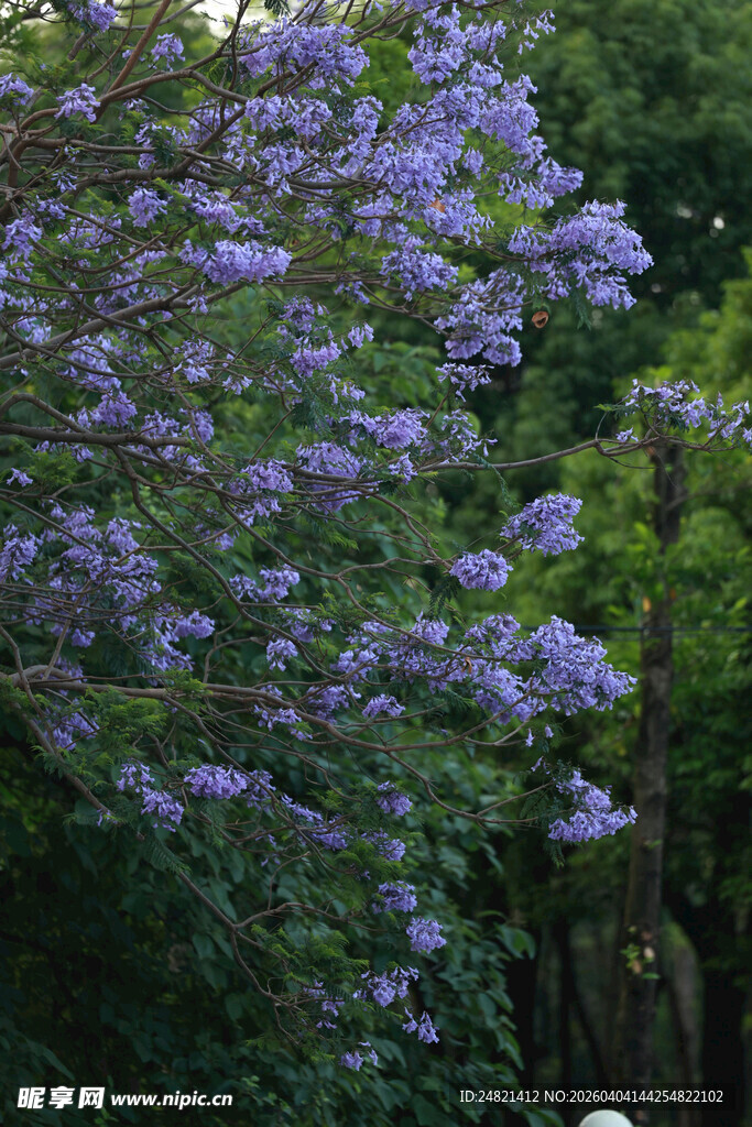 盛开的紫色花丛