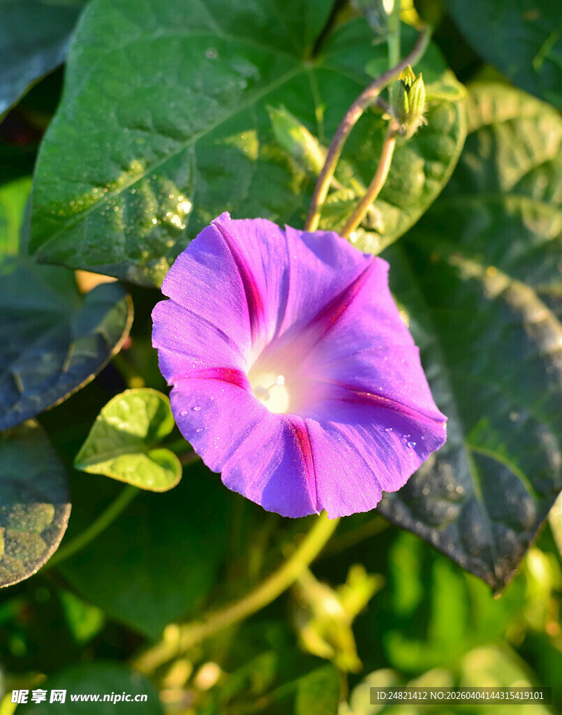 绽放的紫色牵牛花