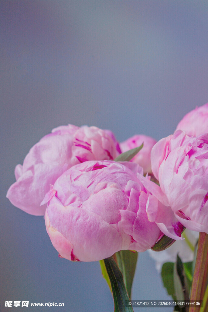 娇艳粉色芍药花绽放