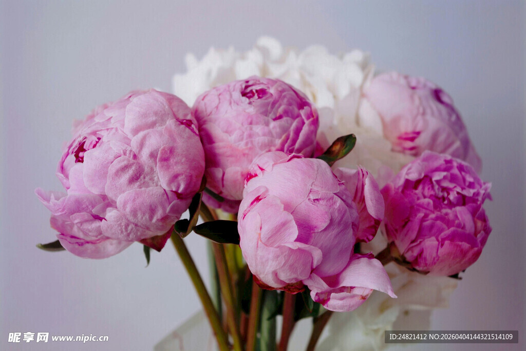 粉色芍药花束优雅绽放