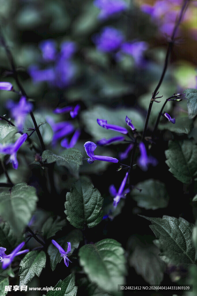 紫色小花与绿叶的景致