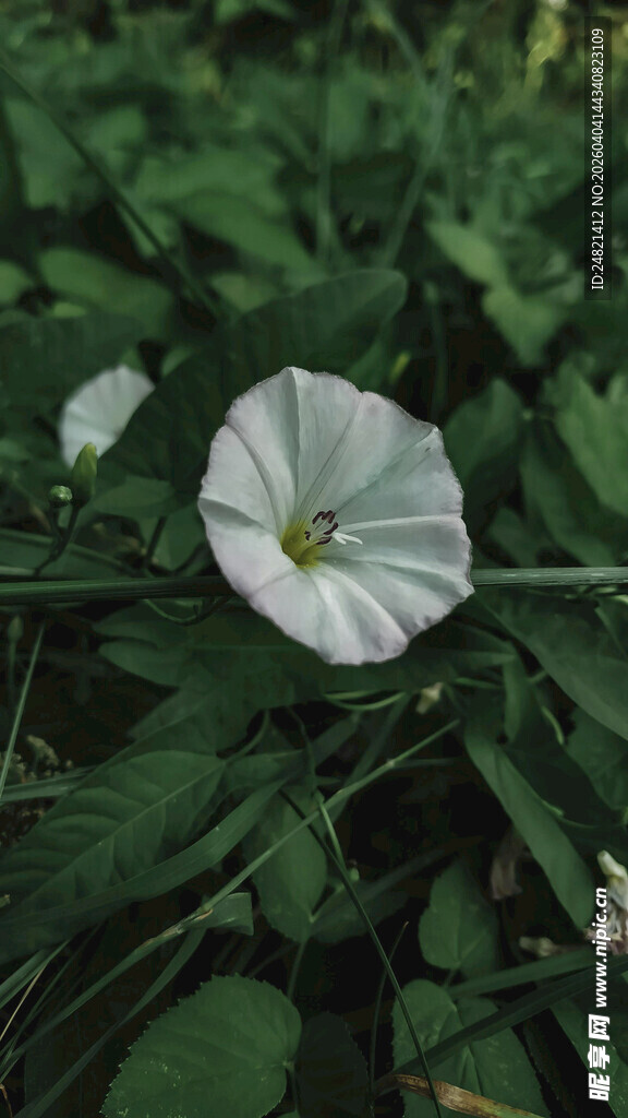 白色牵牛花绽放绿叶间