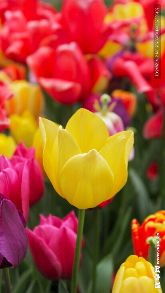 多彩郁金香花海