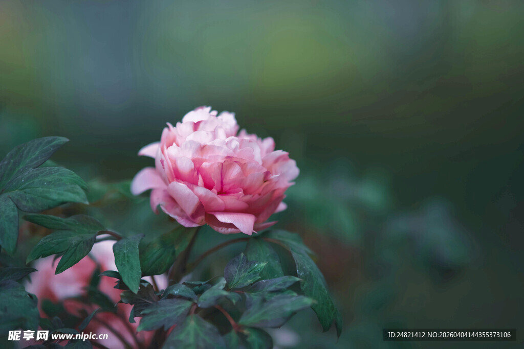 娇艳粉色牡丹花