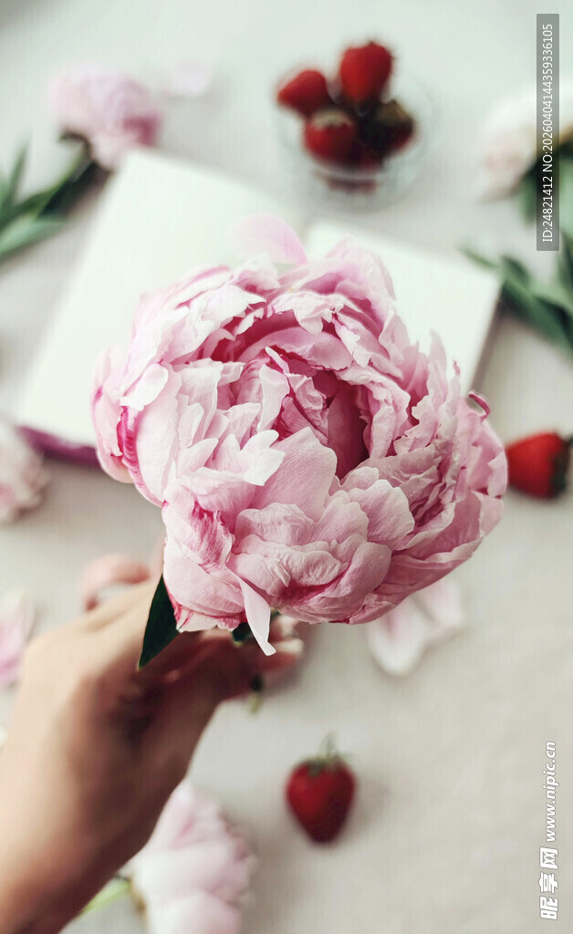 手捧娇艳粉色牡丹花