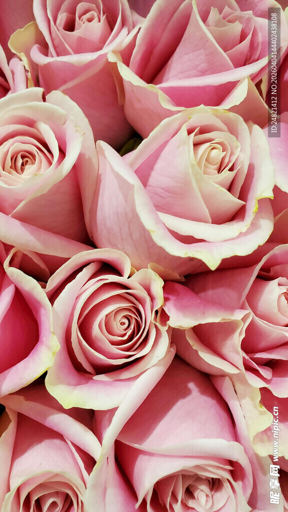 粉色玫瑰花束特写