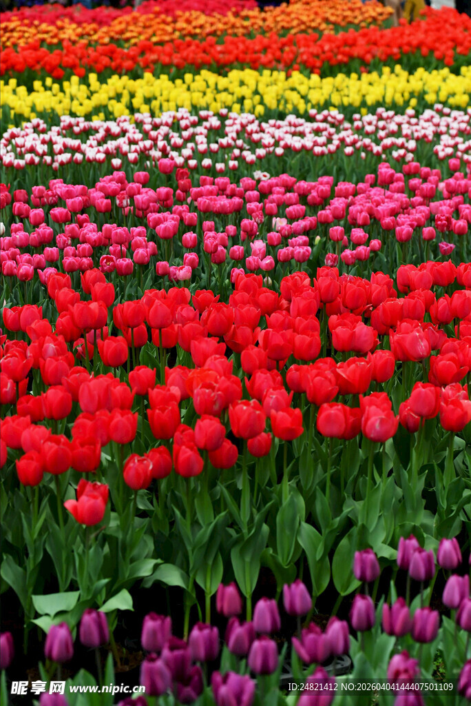 五彩斑斓的郁金香花田