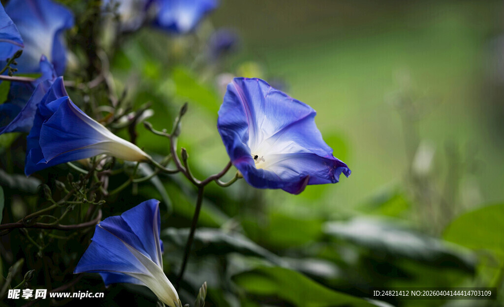 蓝牵牛花绽放于绿叶间