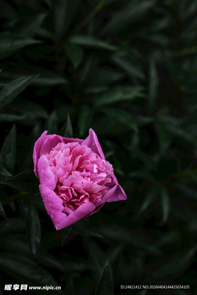 娇艳粉色芍药花