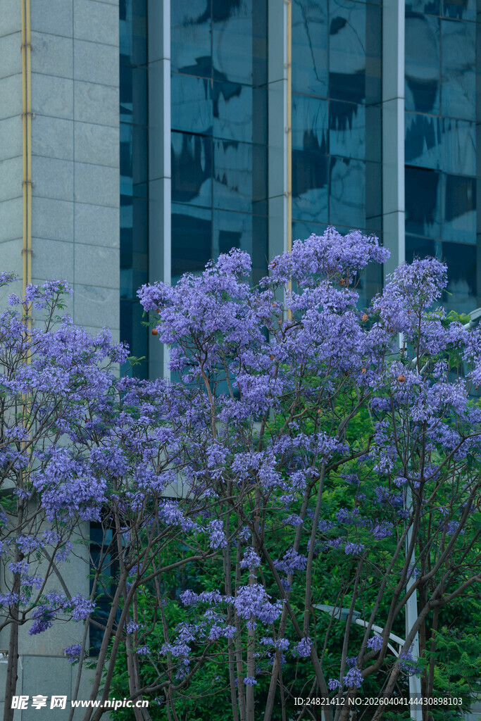 城市中绽放的紫色花卉