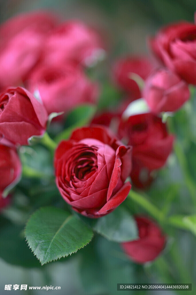 娇艳红玫瑰绽放