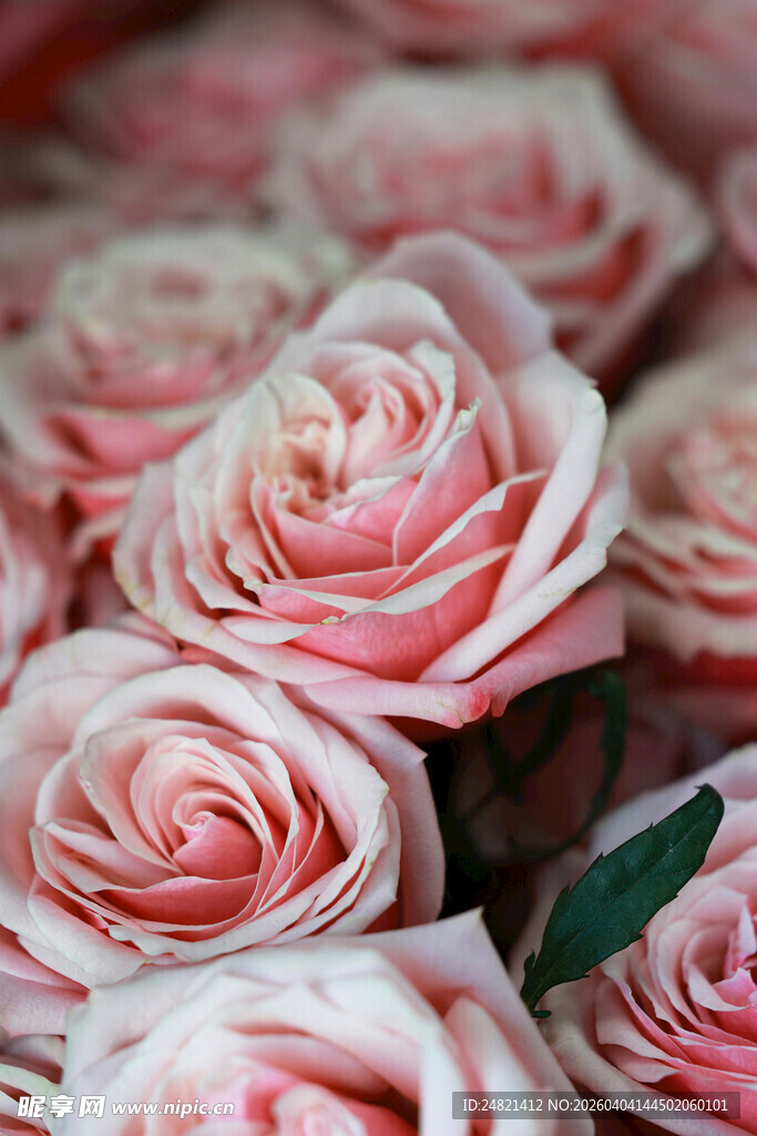 粉色柔美玫瑰花特写