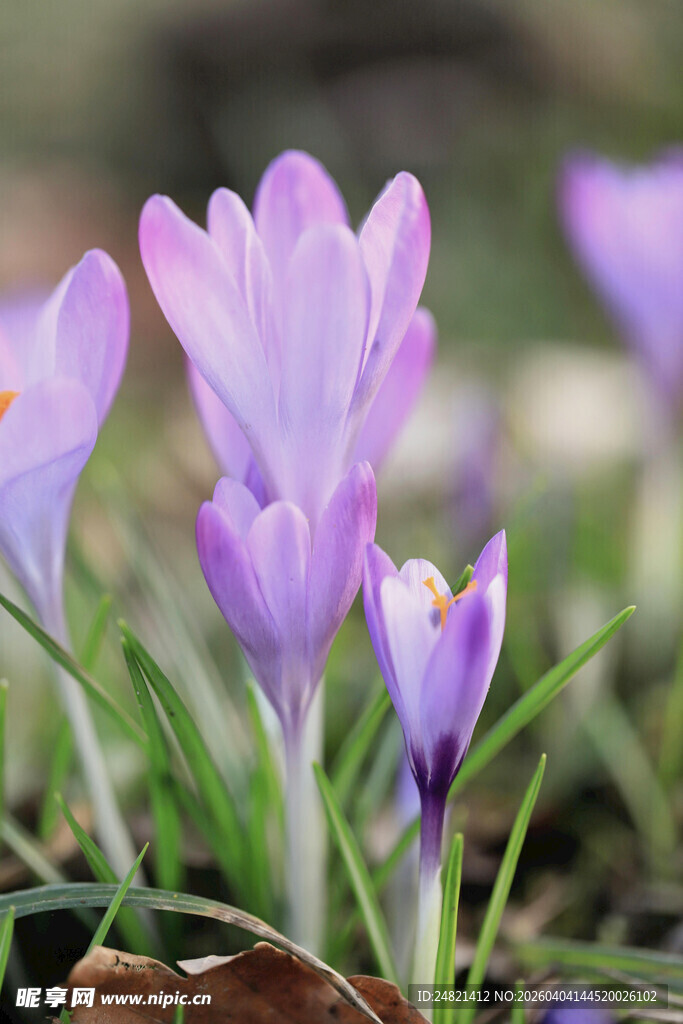 紫色番红花绽放