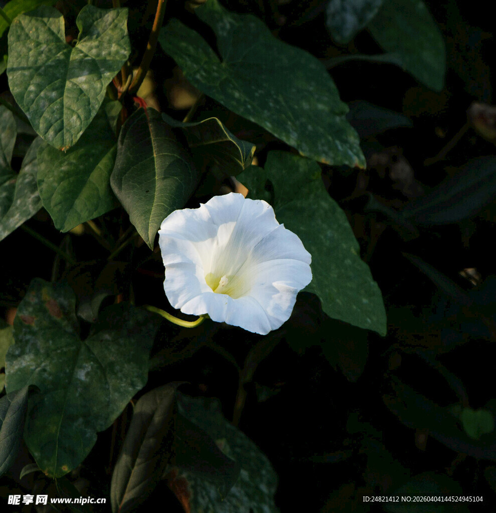 白色牵牛花绽放绿叶间