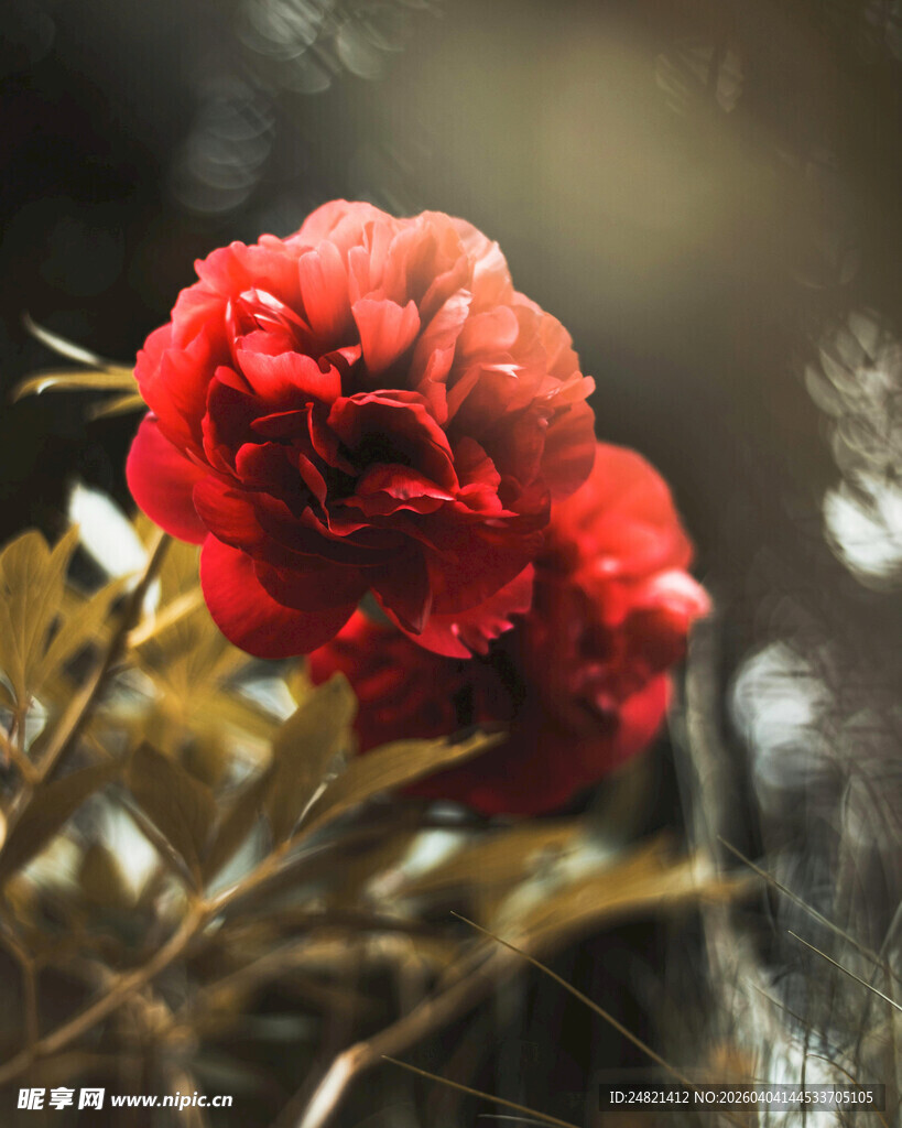 娇艳红玫瑰绽放瞬间