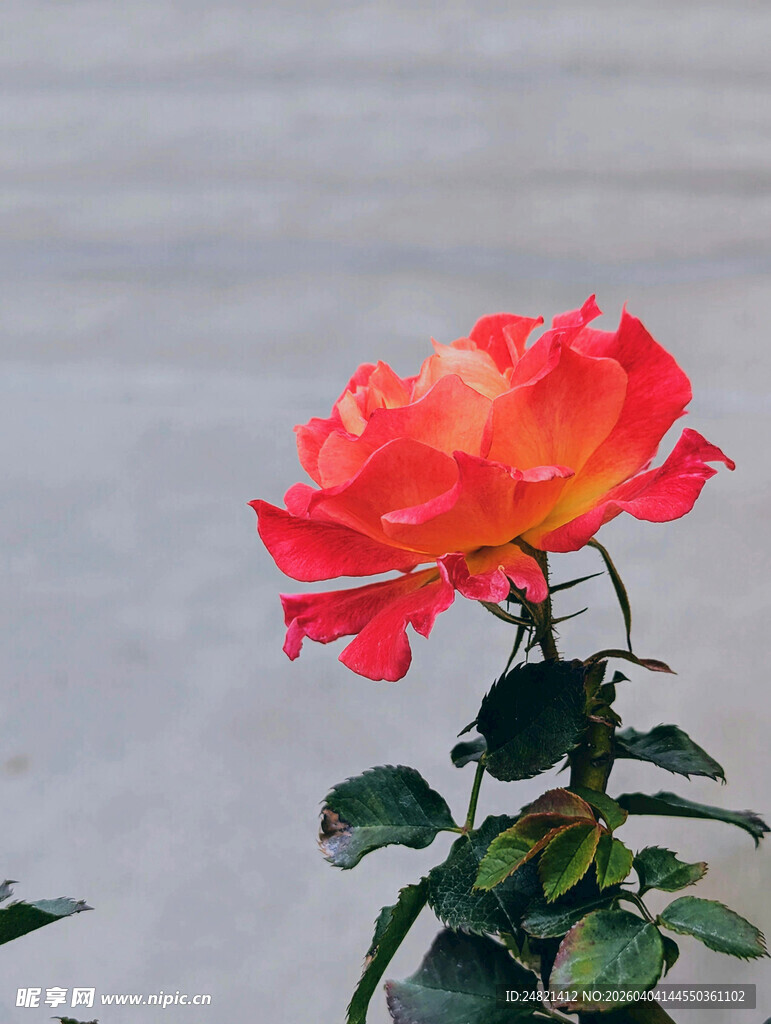 娇艳橙红色月季花