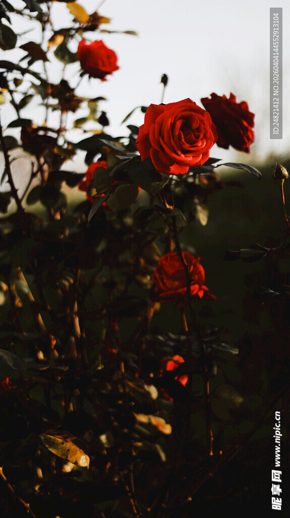夕阳下的娇艳红玫瑰