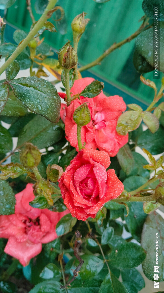 娇艳欲滴的盛开红玫瑰