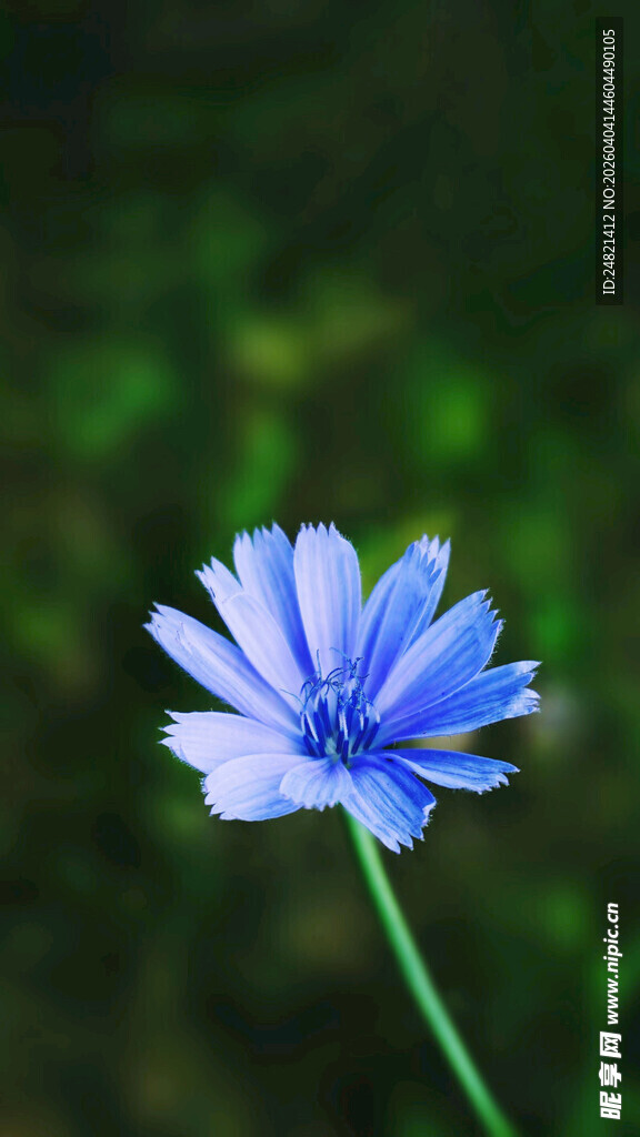 蓝色菊苣花特写