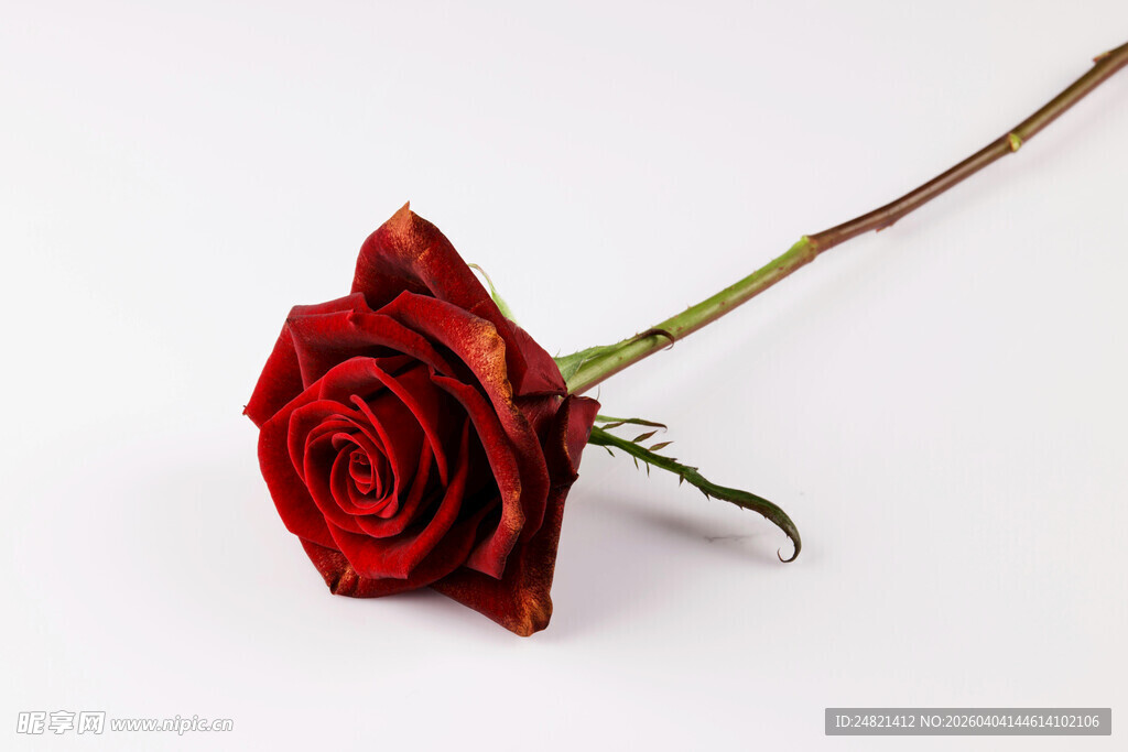 单支红玫瑰特写