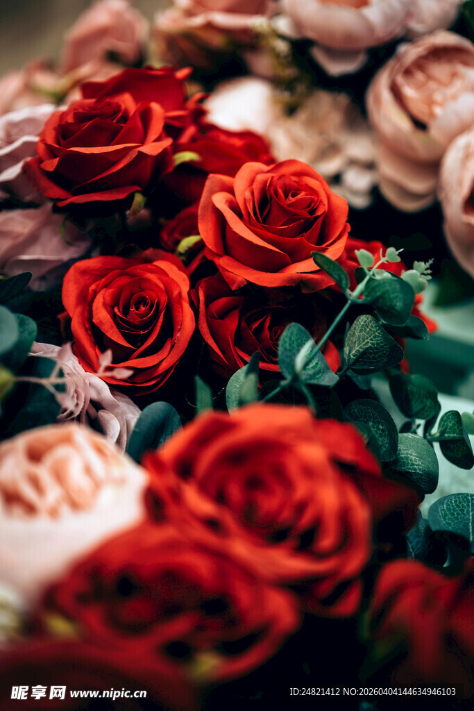 娇艳红玫瑰花卉特写