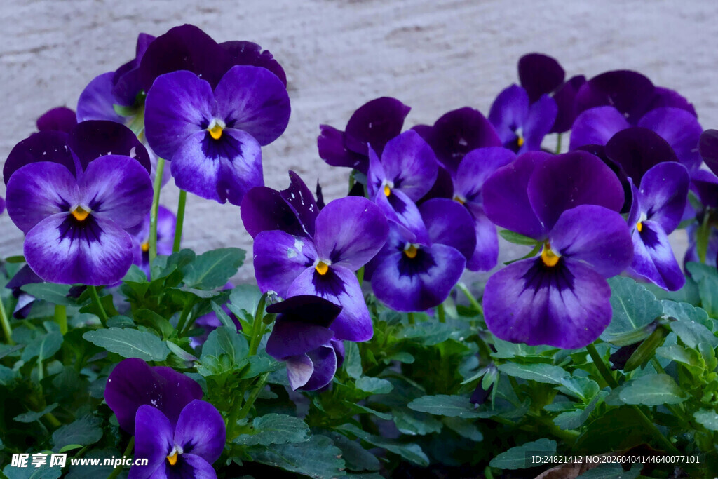 紫色三色堇花卉特写