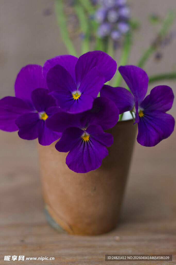 陶盆中的紫色三色堇