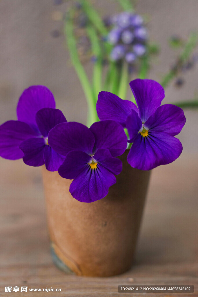 陶盆中的紫色三色堇