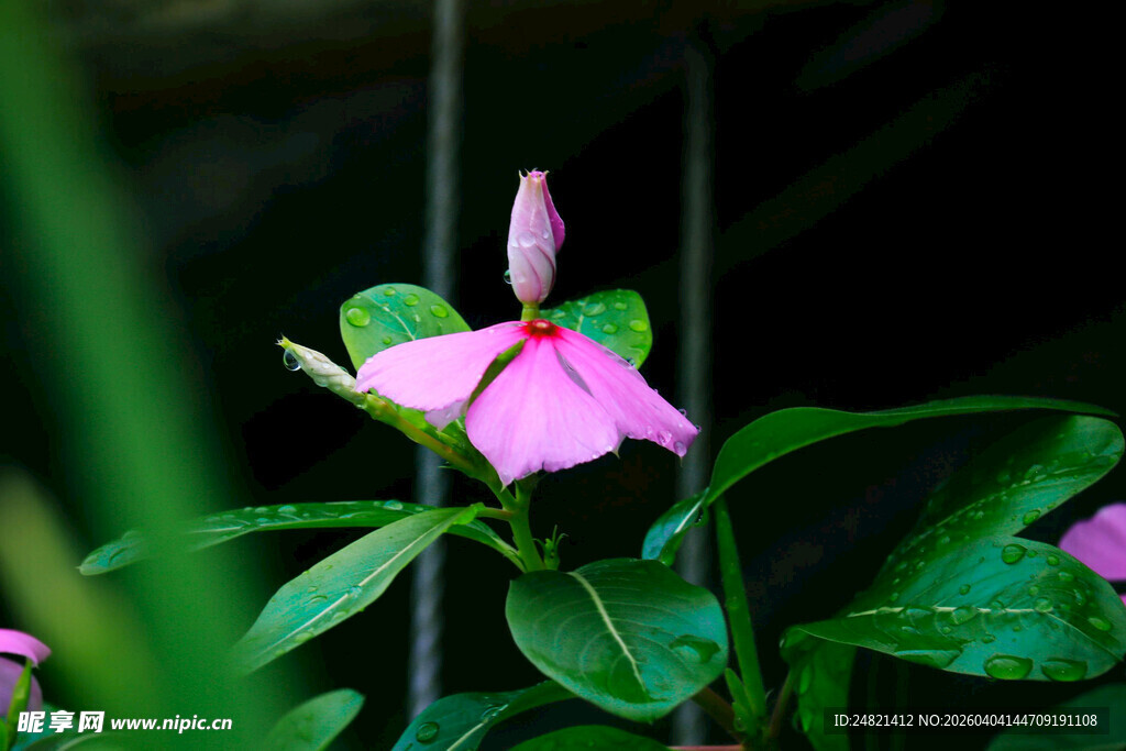 娇艳长春花绽放绿叶间