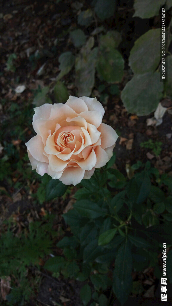 单朵淡粉色月季花绽放