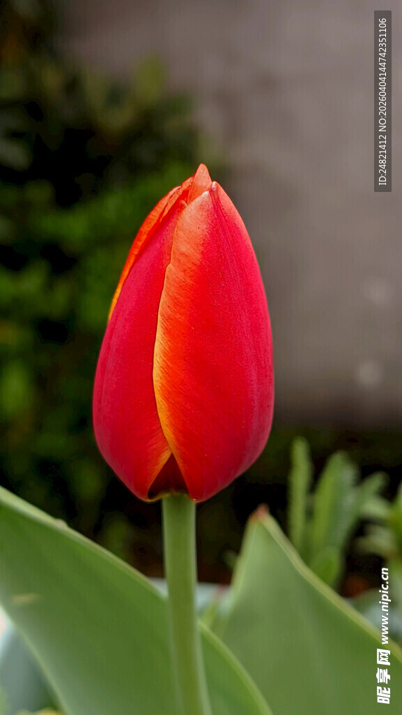 娇艳红郁金香绽放