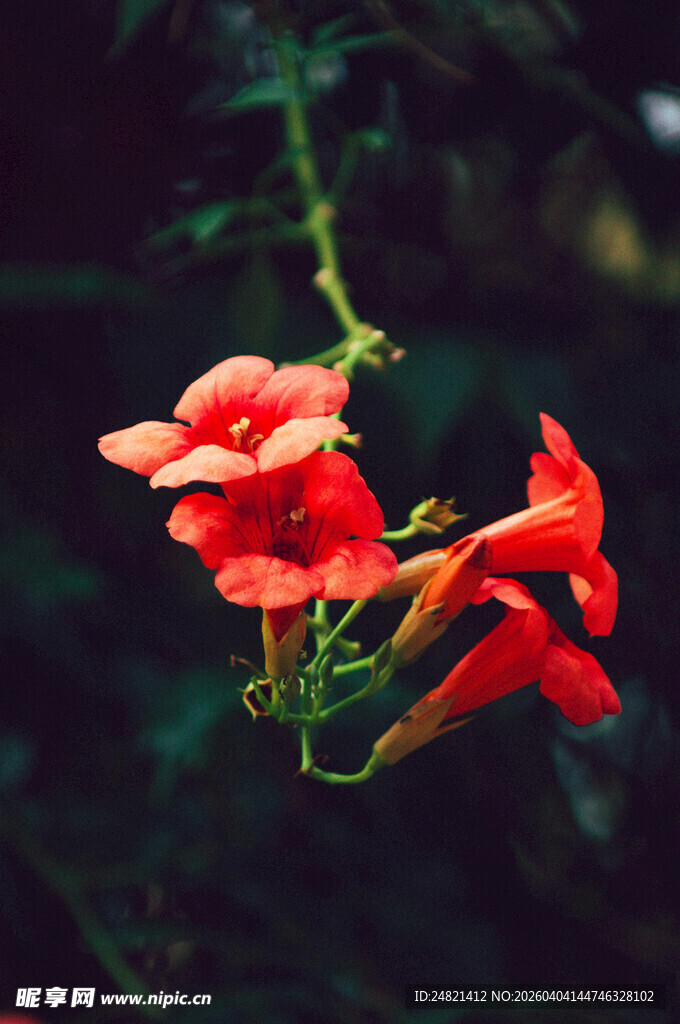 娇艳凌霄花绽放