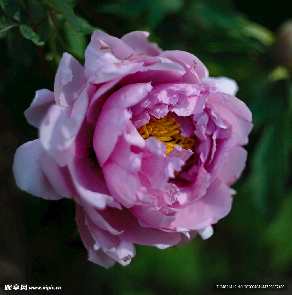 娇艳粉色牡丹花