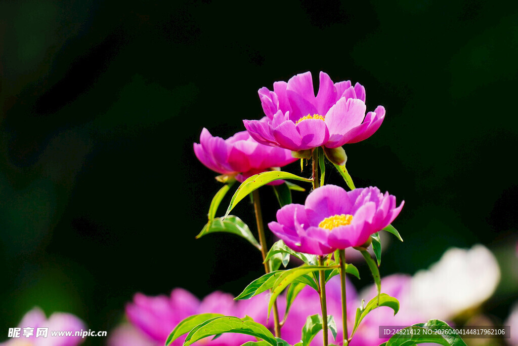 娇艳绽放的美丽粉色花朵