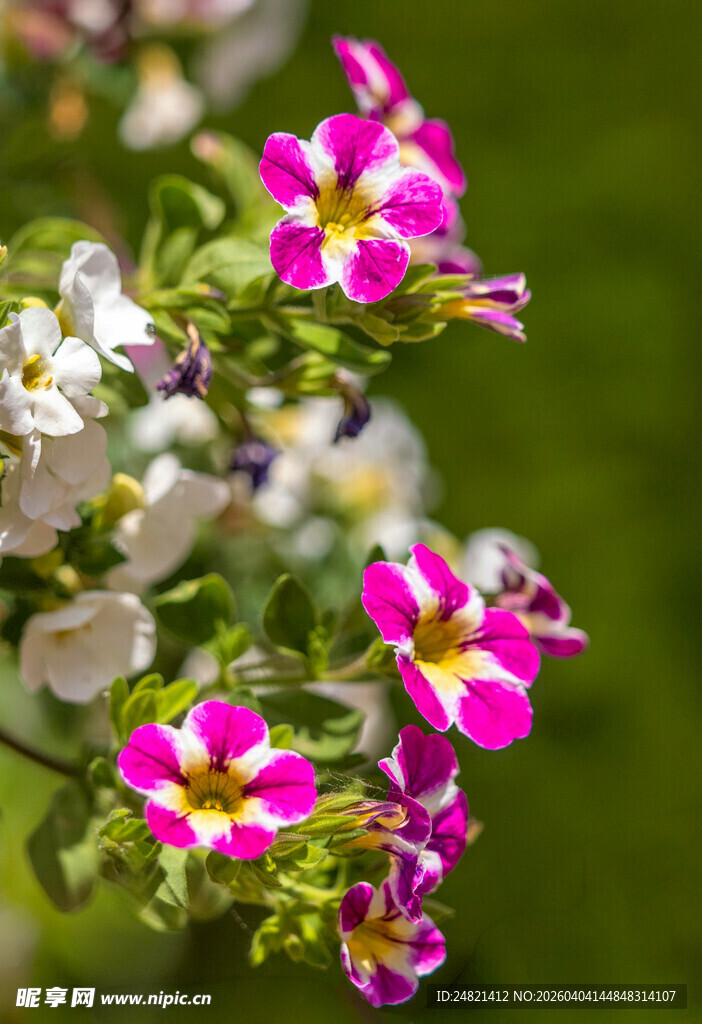 多彩花卉绽放枝头