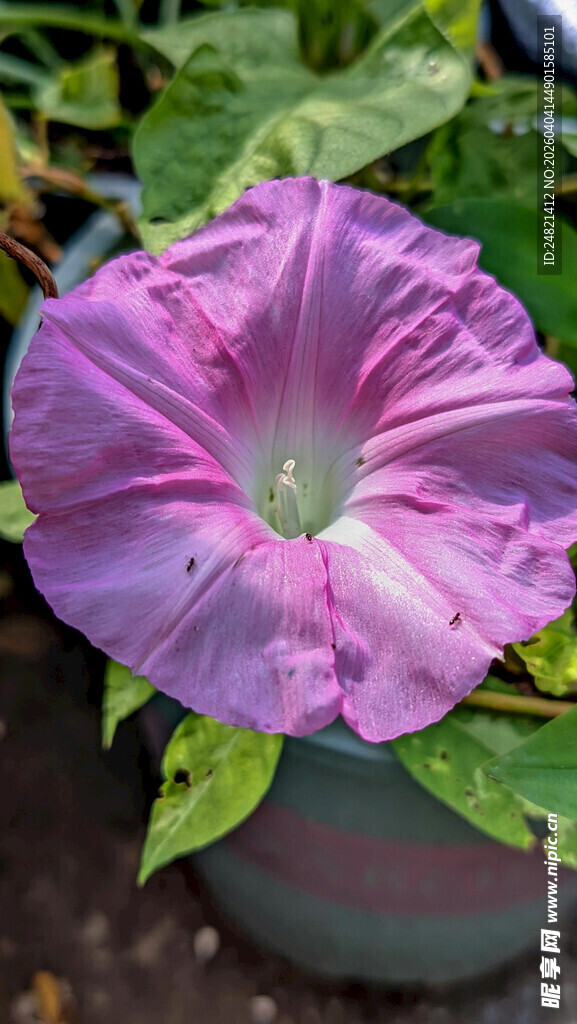 紫色牵牛花盆栽