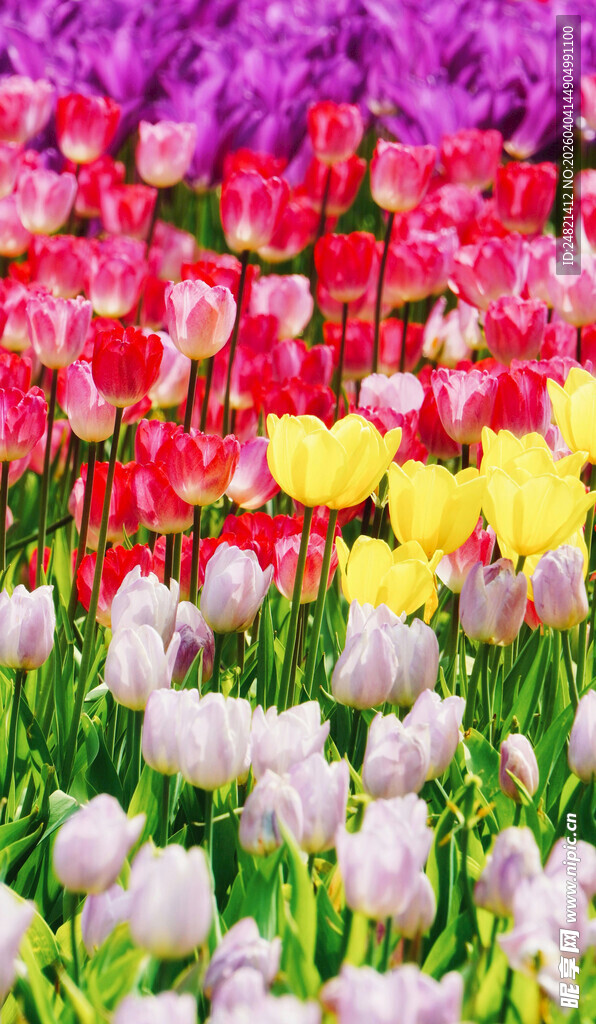多彩郁金香花海景观