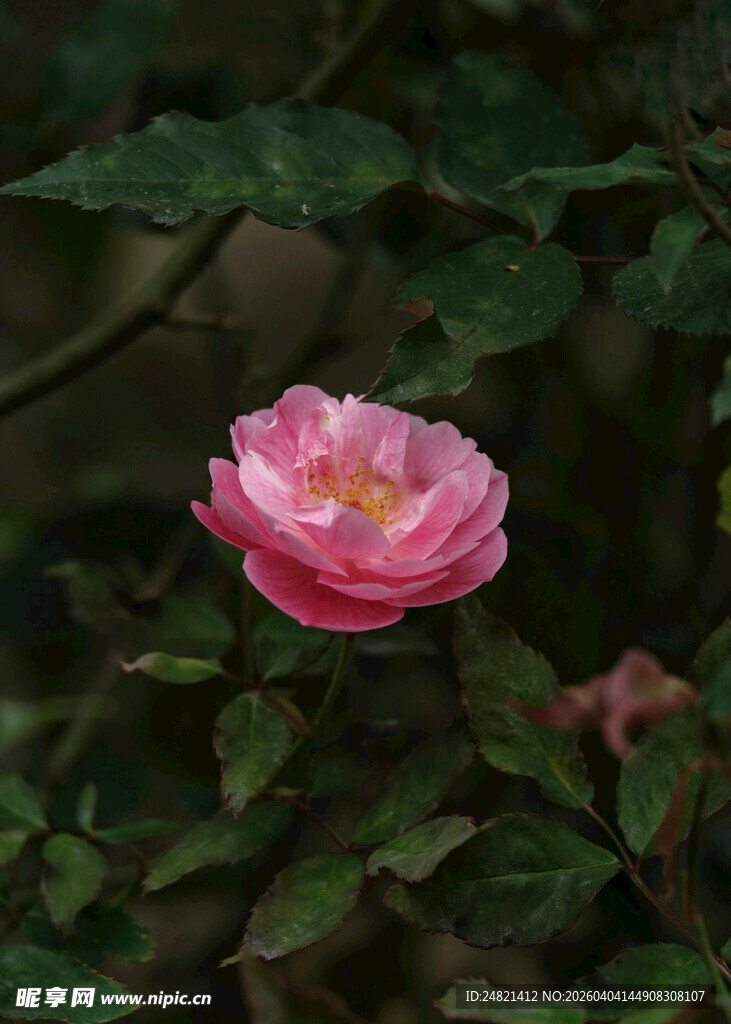 娇艳粉色蔷薇独自绽放