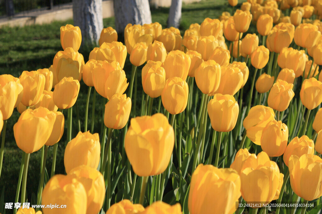 金黄郁金香花海