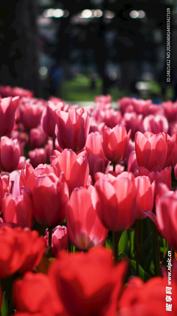 娇艳郁金香花海