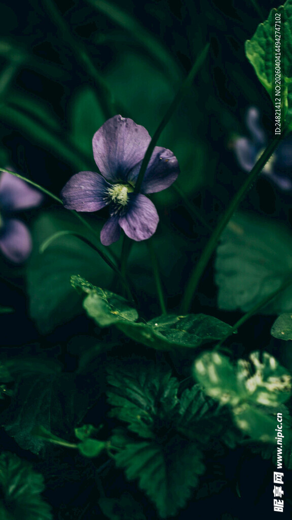 紫色小花与绿叶特写