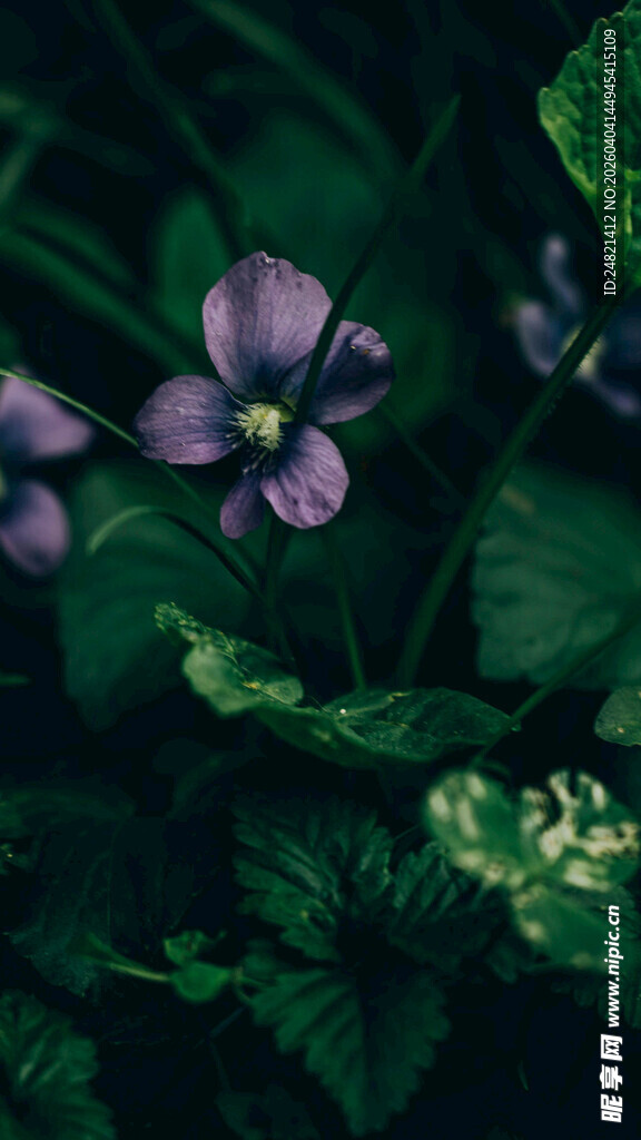 紫色小花与绿叶的景致