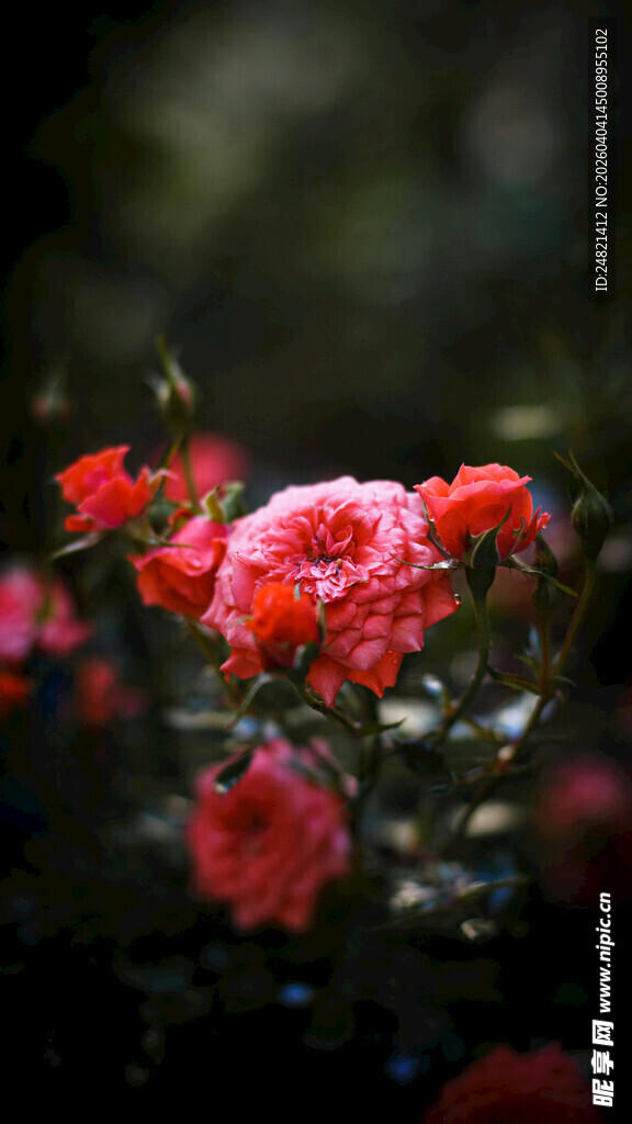 娇艳盛开的红色花卉