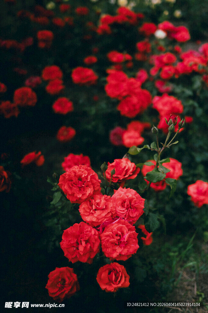 娇艳红玫瑰绽放美景