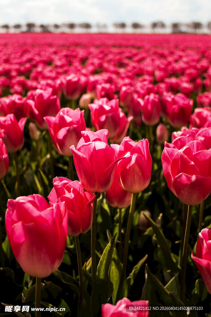 粉色郁金香花海美景