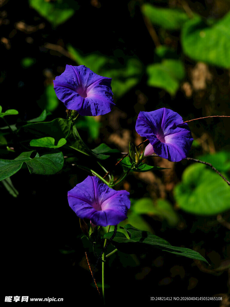 紫色牵牛花绽放